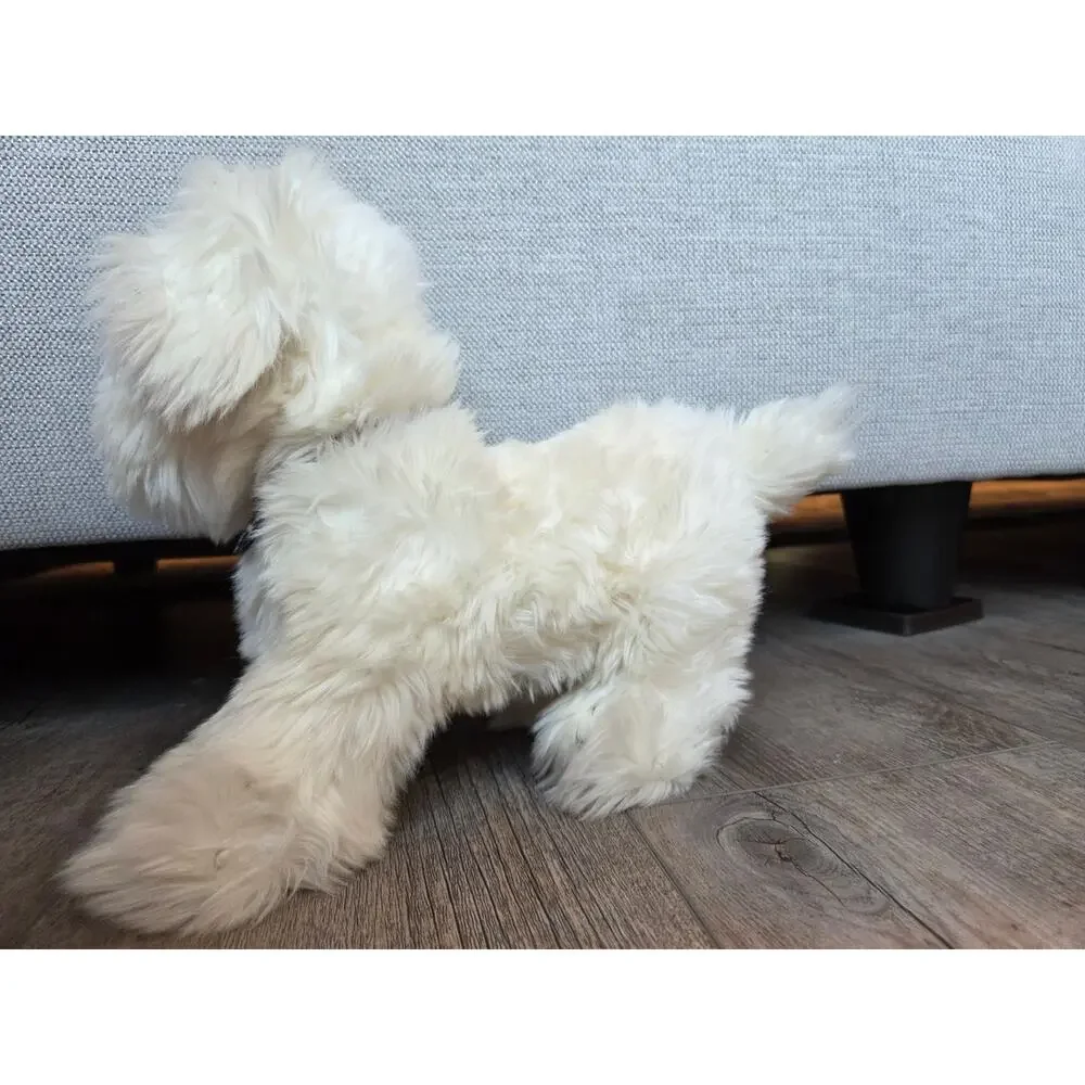 VTG Gymboree Pirate Dog Plush White Shaggy Husky Puppy Retired 12